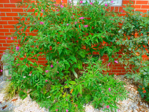 Pink butterfly tree photo