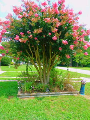 Crape Myrtle Tree