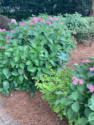 Pink Flower bushes