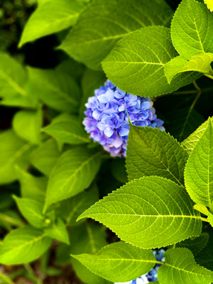 French hydrangea with violet blooms