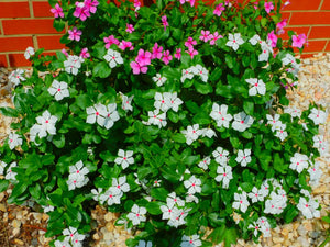 Pink and White flowers surrounded by white rocks