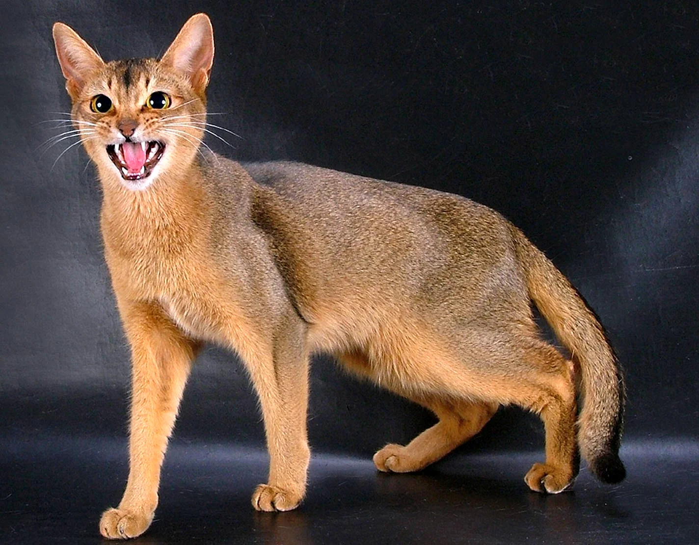 Абиссинская кошка