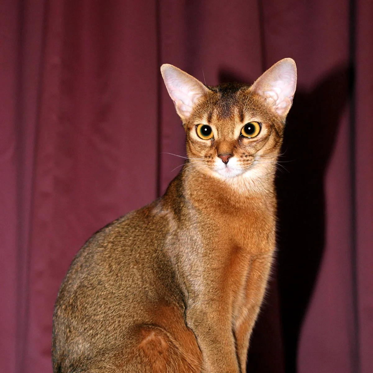 Абиссинская кошка дикий