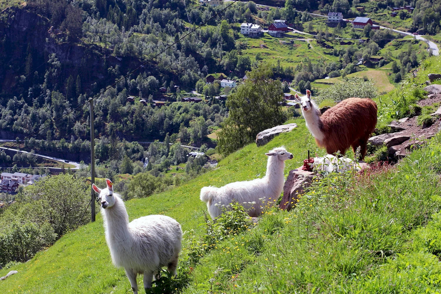 Альпийская лама