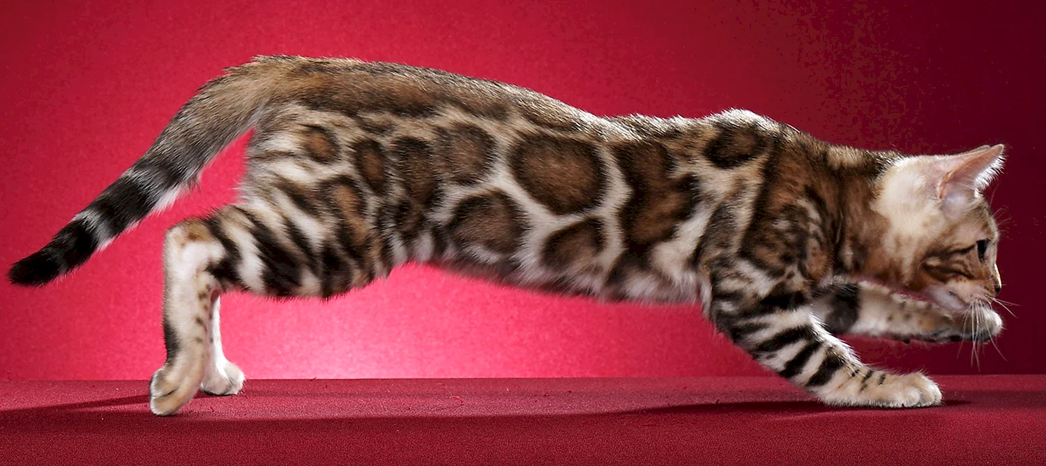 Бенгальская кошка