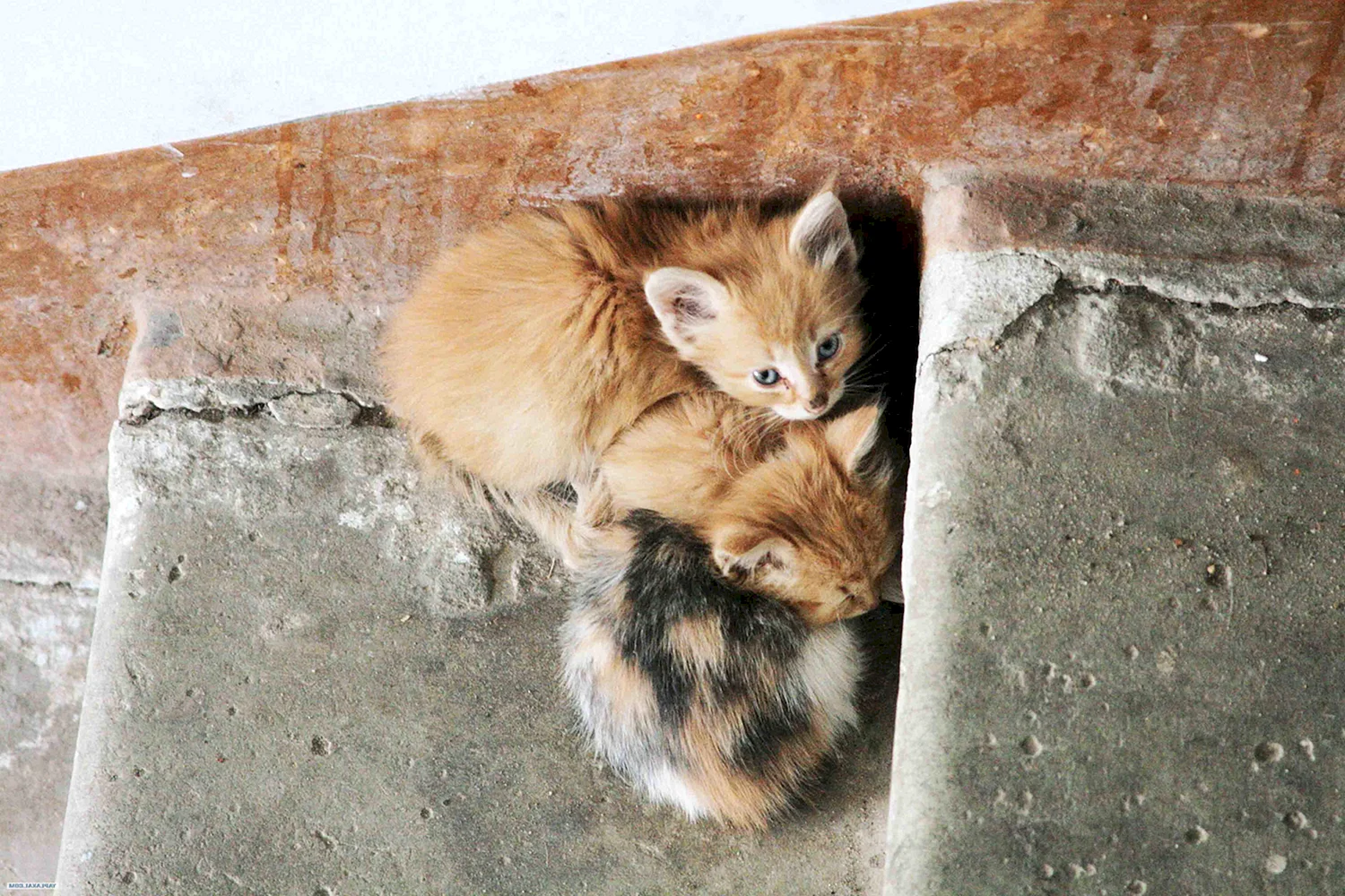 Бездомная кошка с котятами