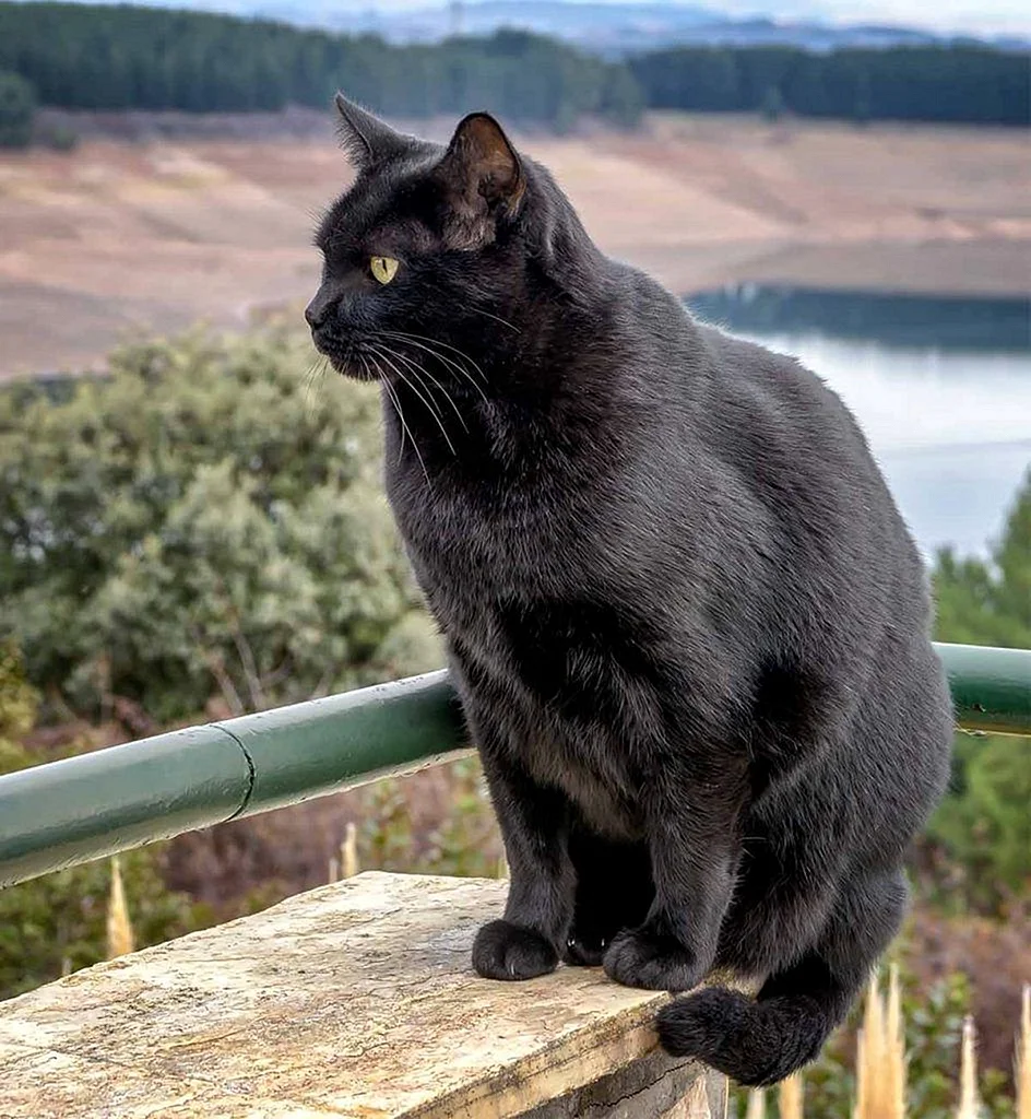 Бомбей кошка