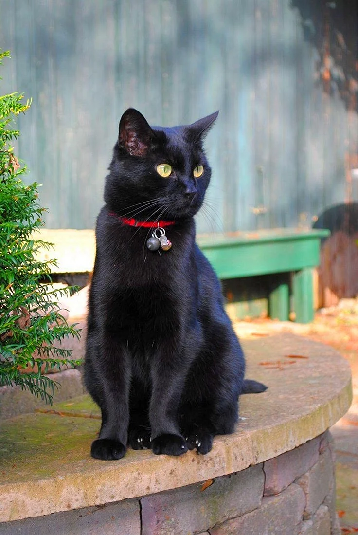Бомбейская кошка