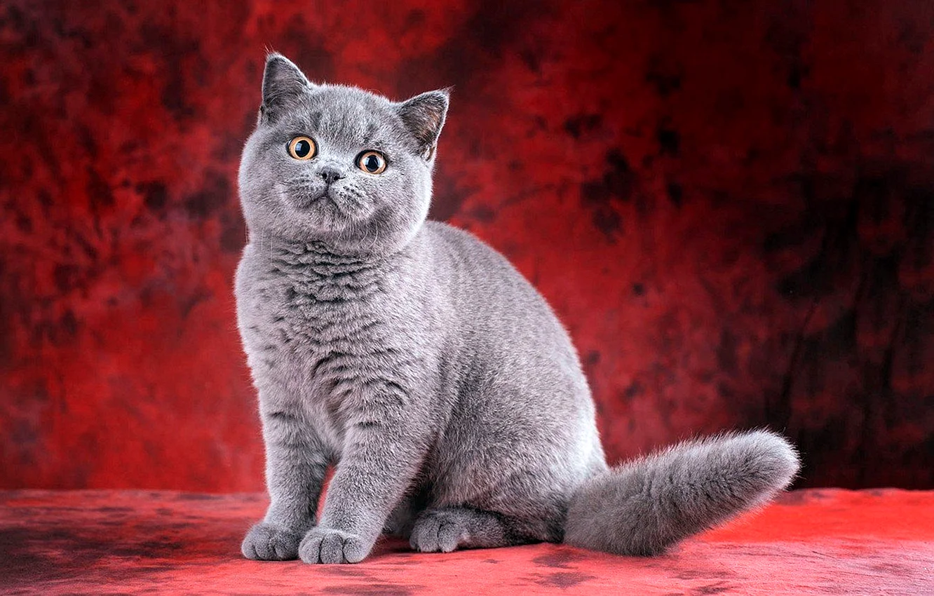 Британская короткошёрстная кошка