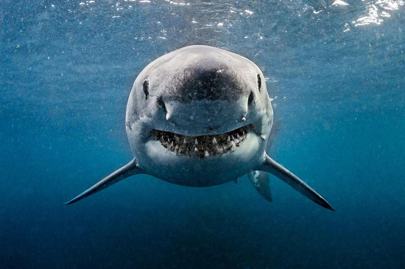 Carcharodon carcharias