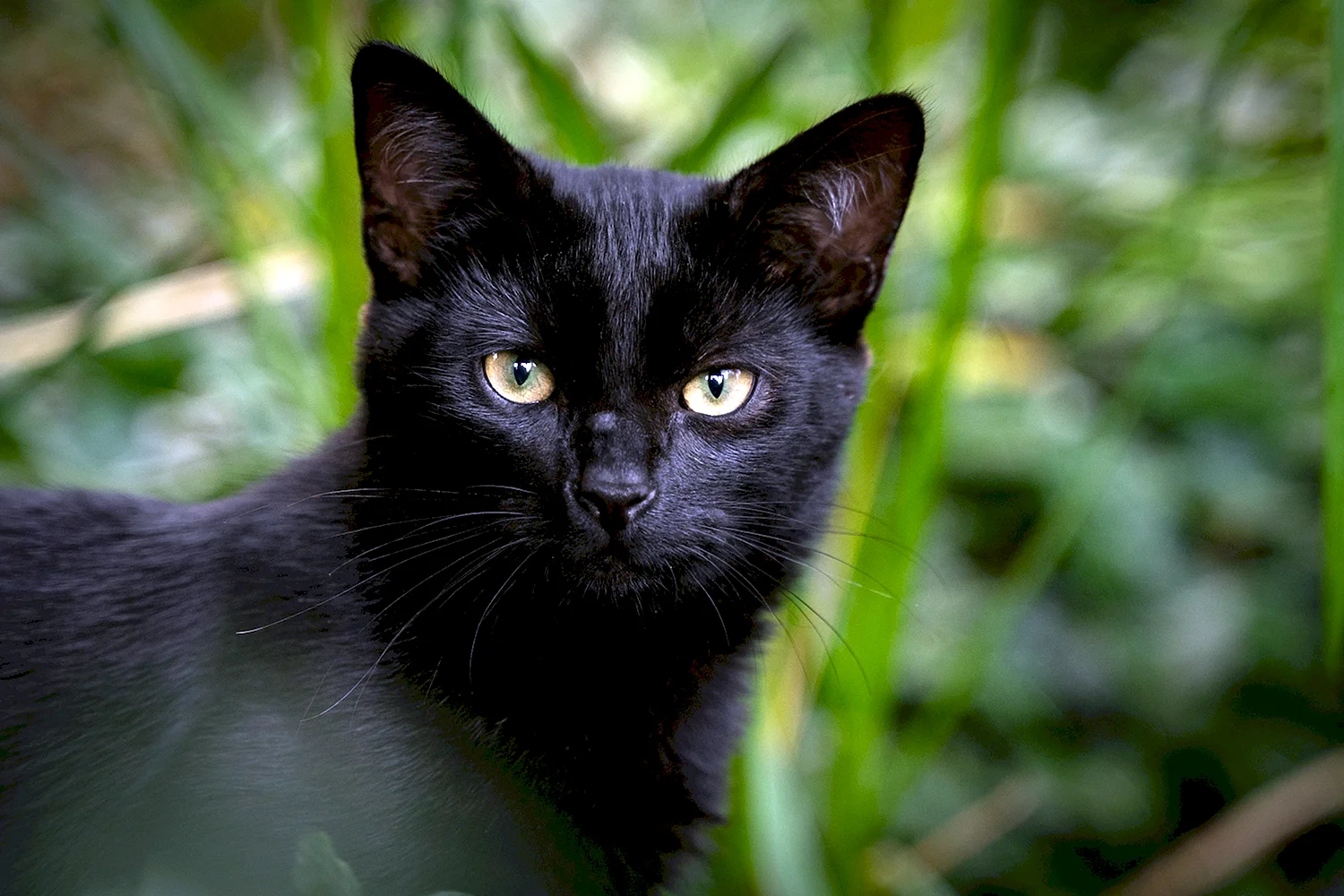 Чёрный кот