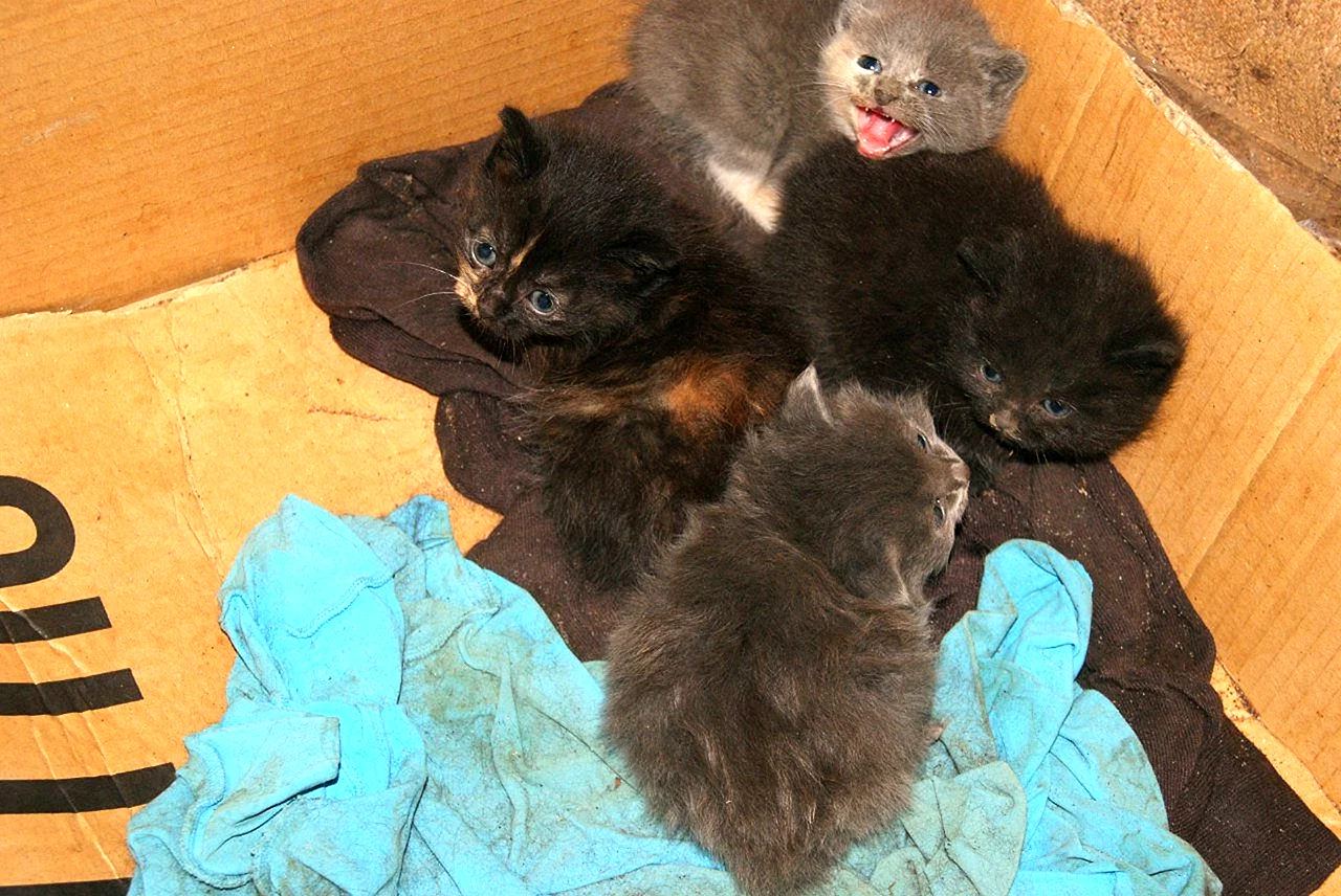 Четырехнедельные котята