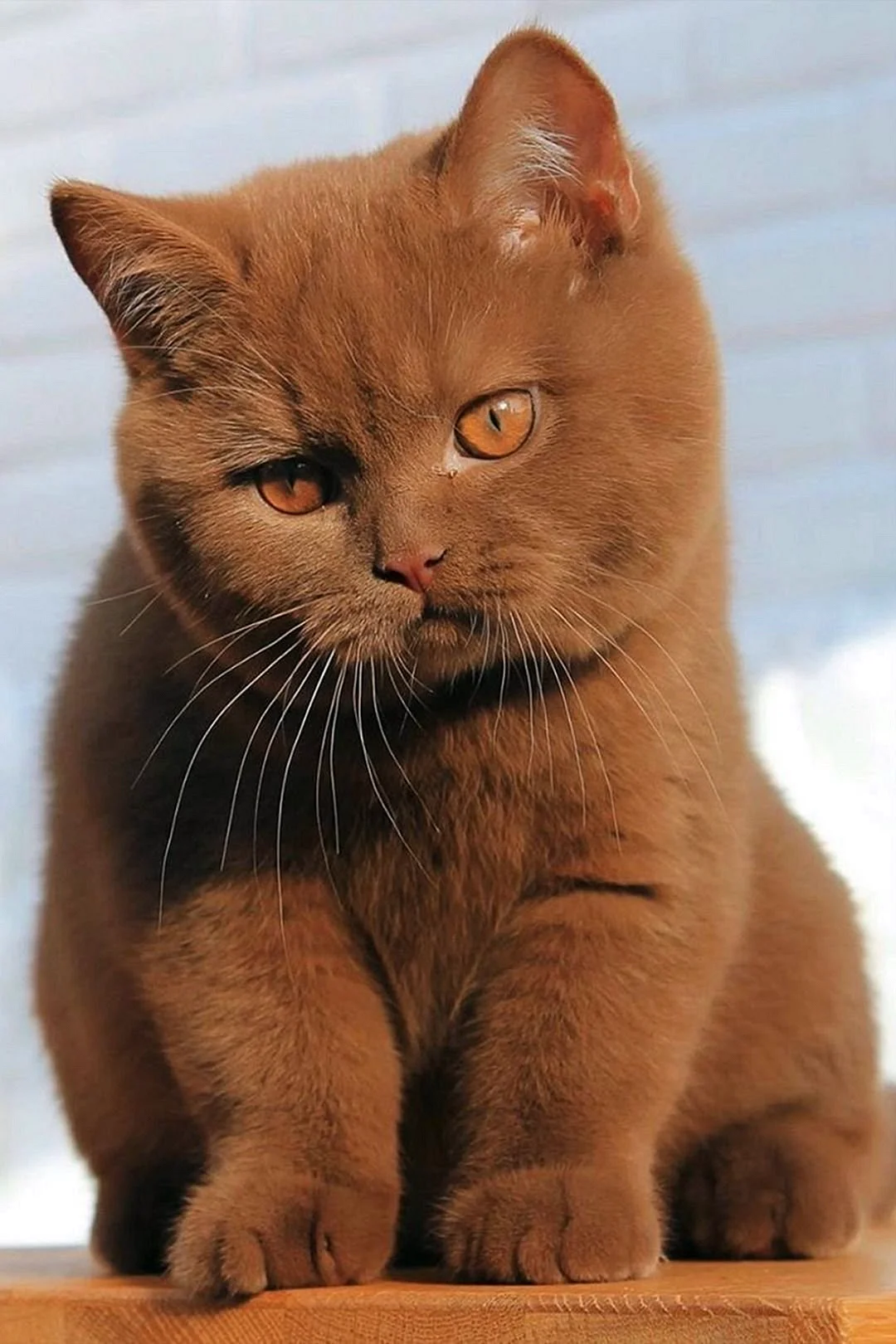 Chocolate Cat