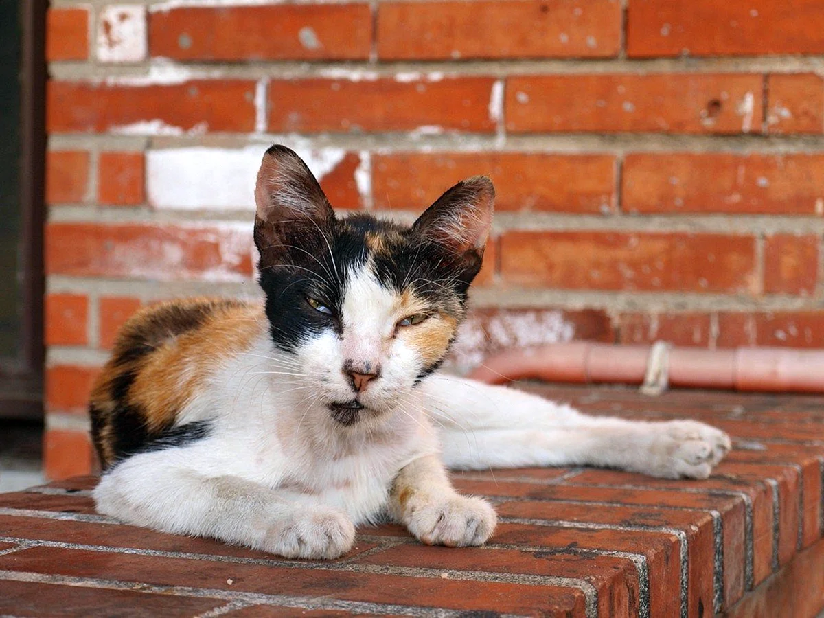 Худая кошка