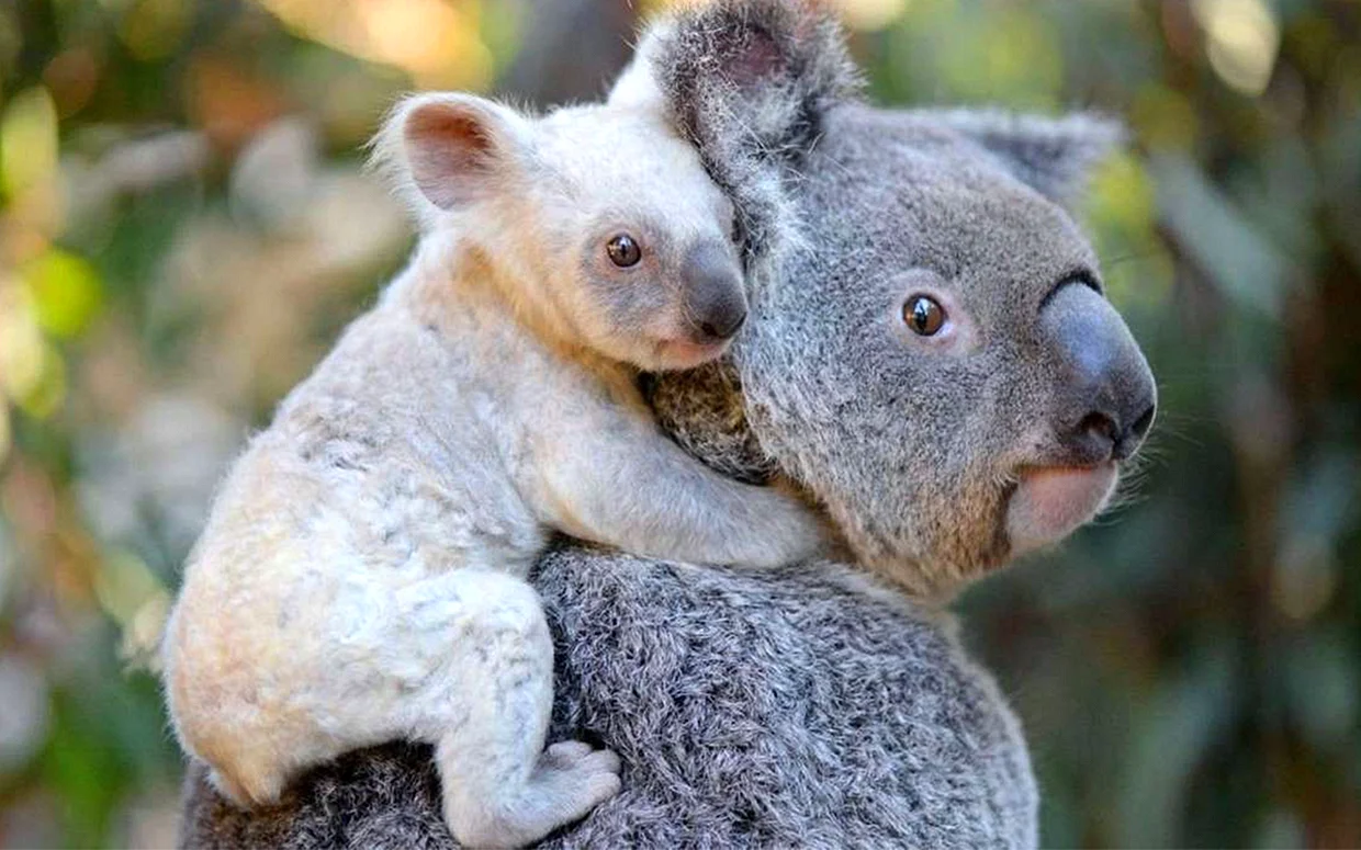 Коала