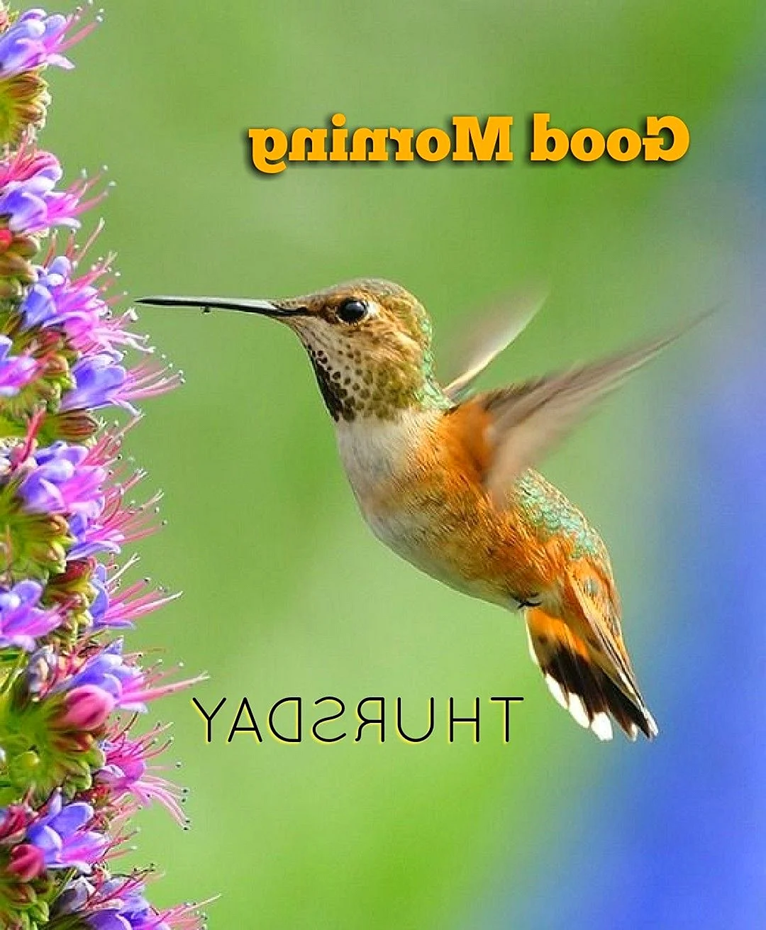 Колибри СЕЛАСФОРУСЫ