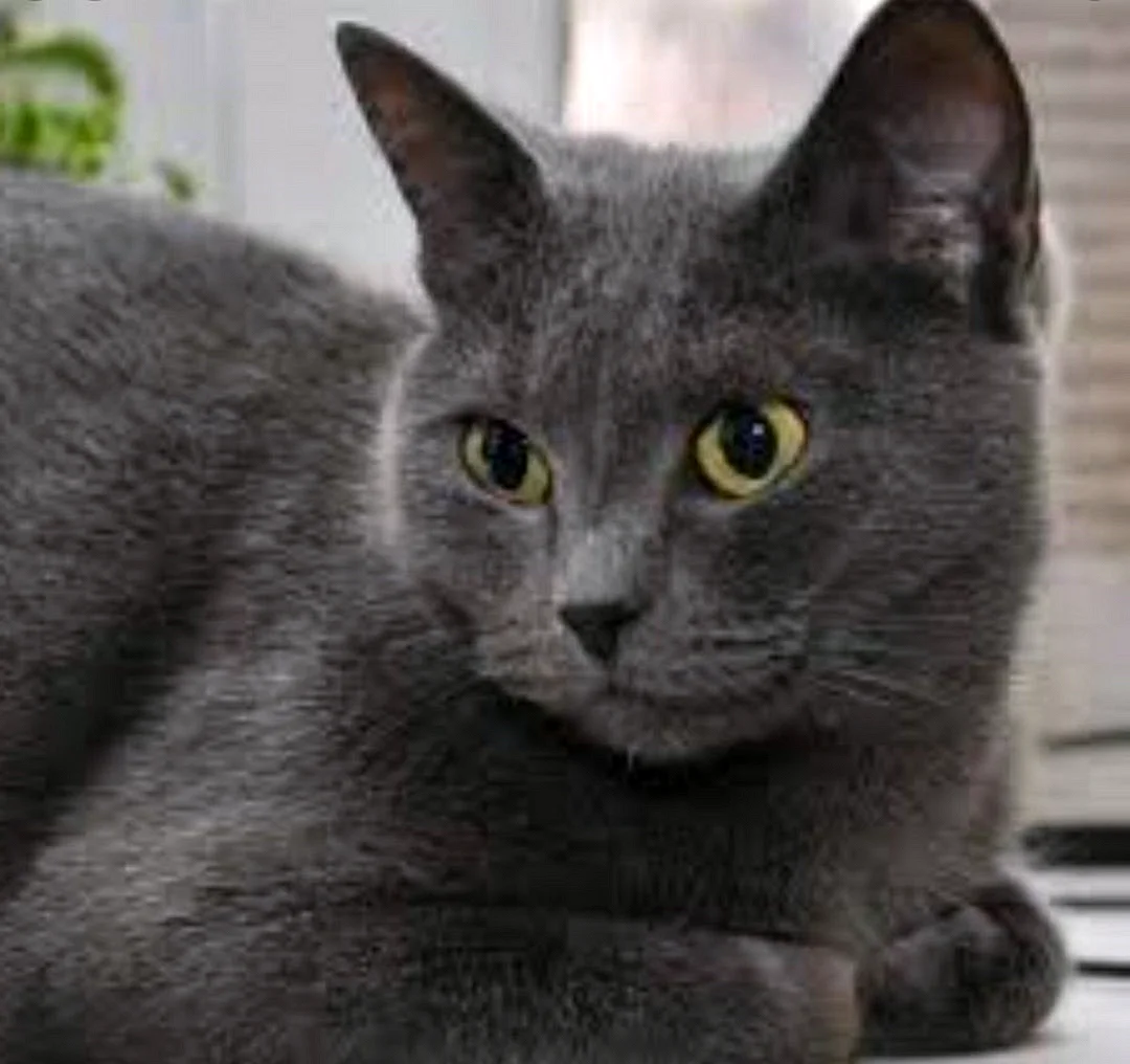 Корат Нибелунг