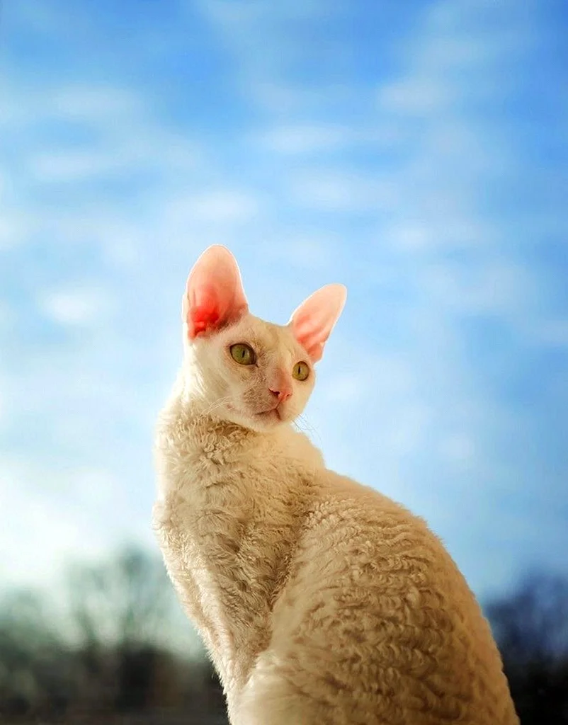 Корниш рекс