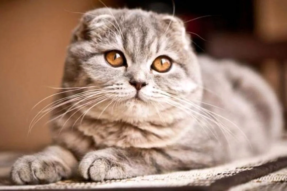 Кошка скоттиш фолд