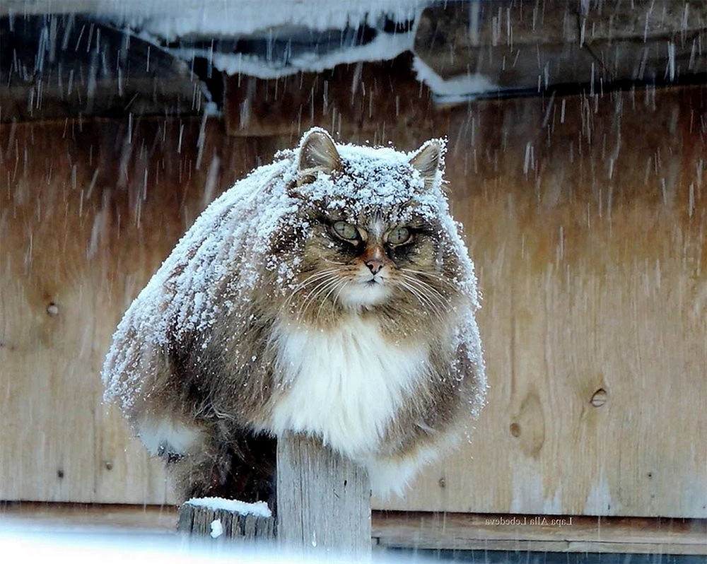 Кошляндия Аллы Лебедевой