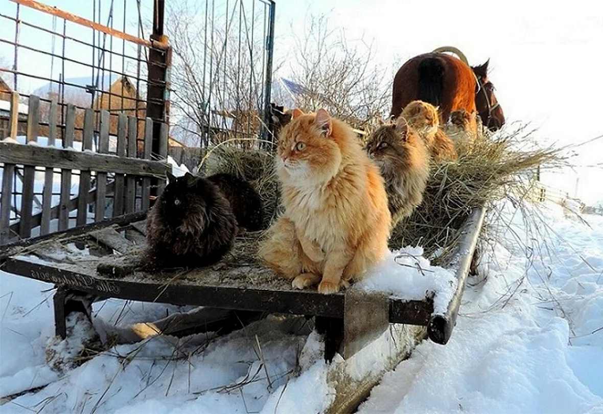 Кошляндия Аллы Лебедевой