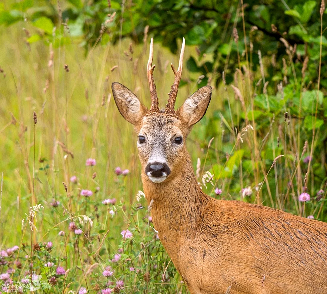 Косуля Сибирская (capreolus pygargus Pall.)