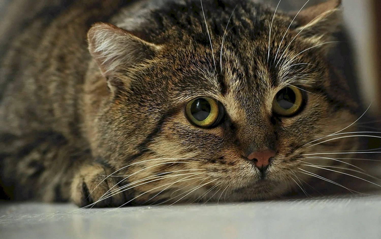 Кот