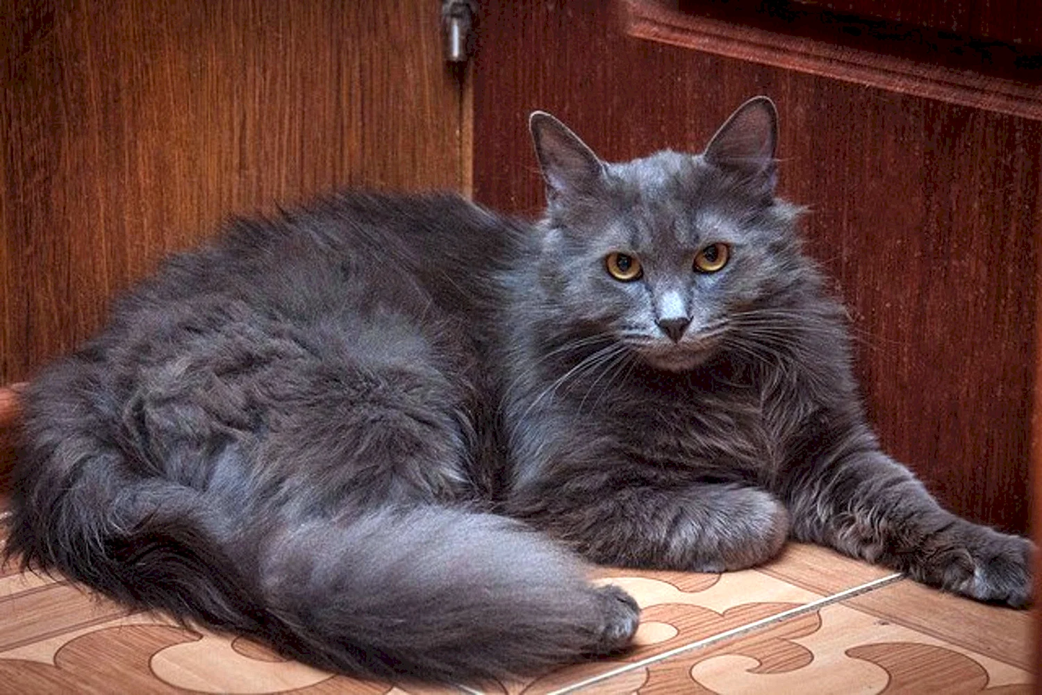 Кот Сибирский Нибелунг