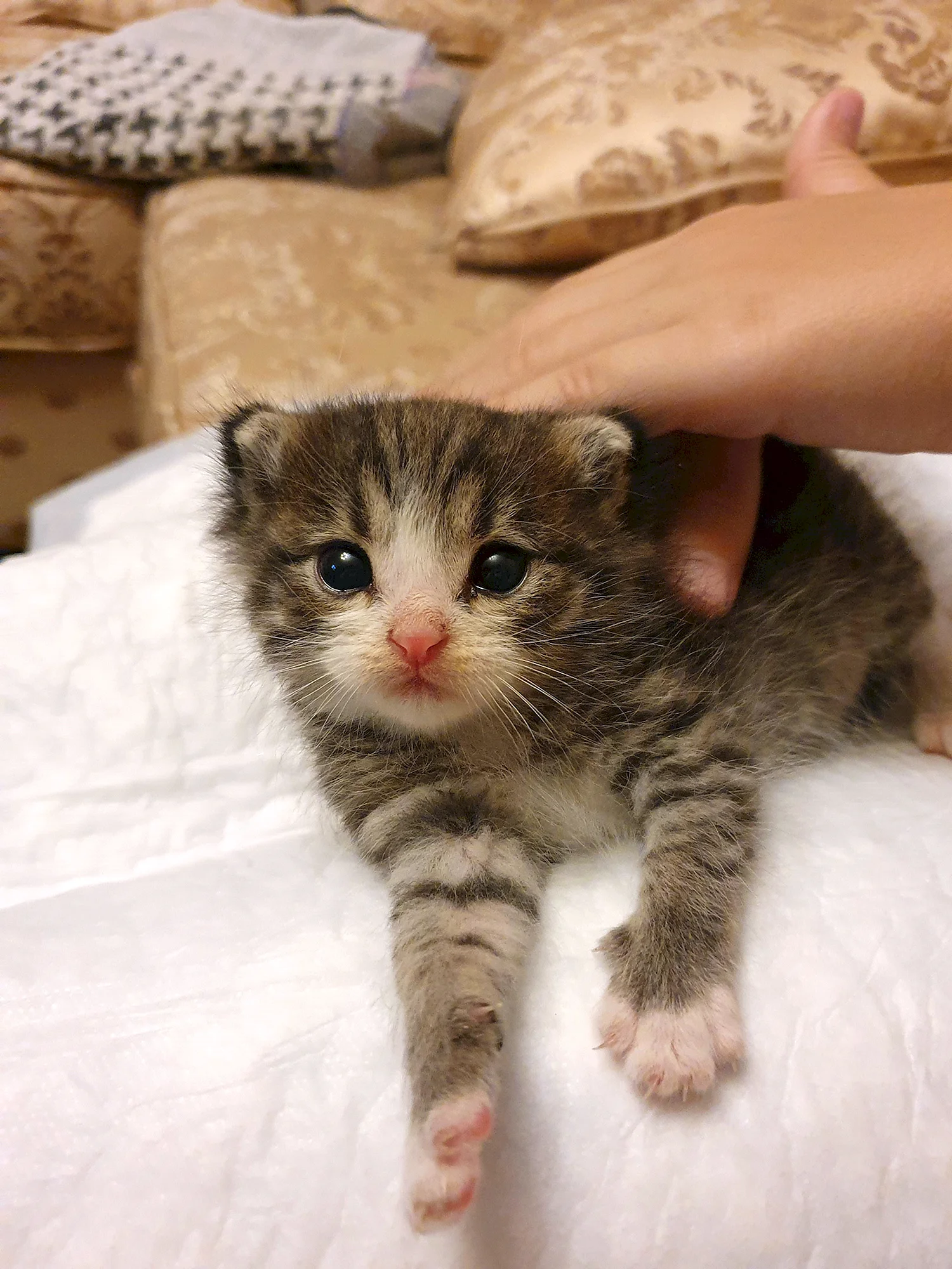 Котята 2 недели