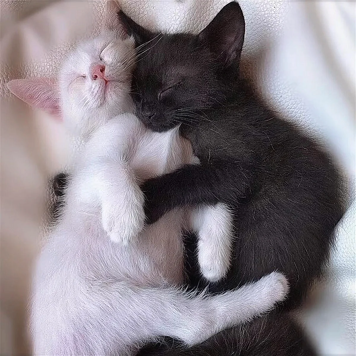 Котики обнимашки