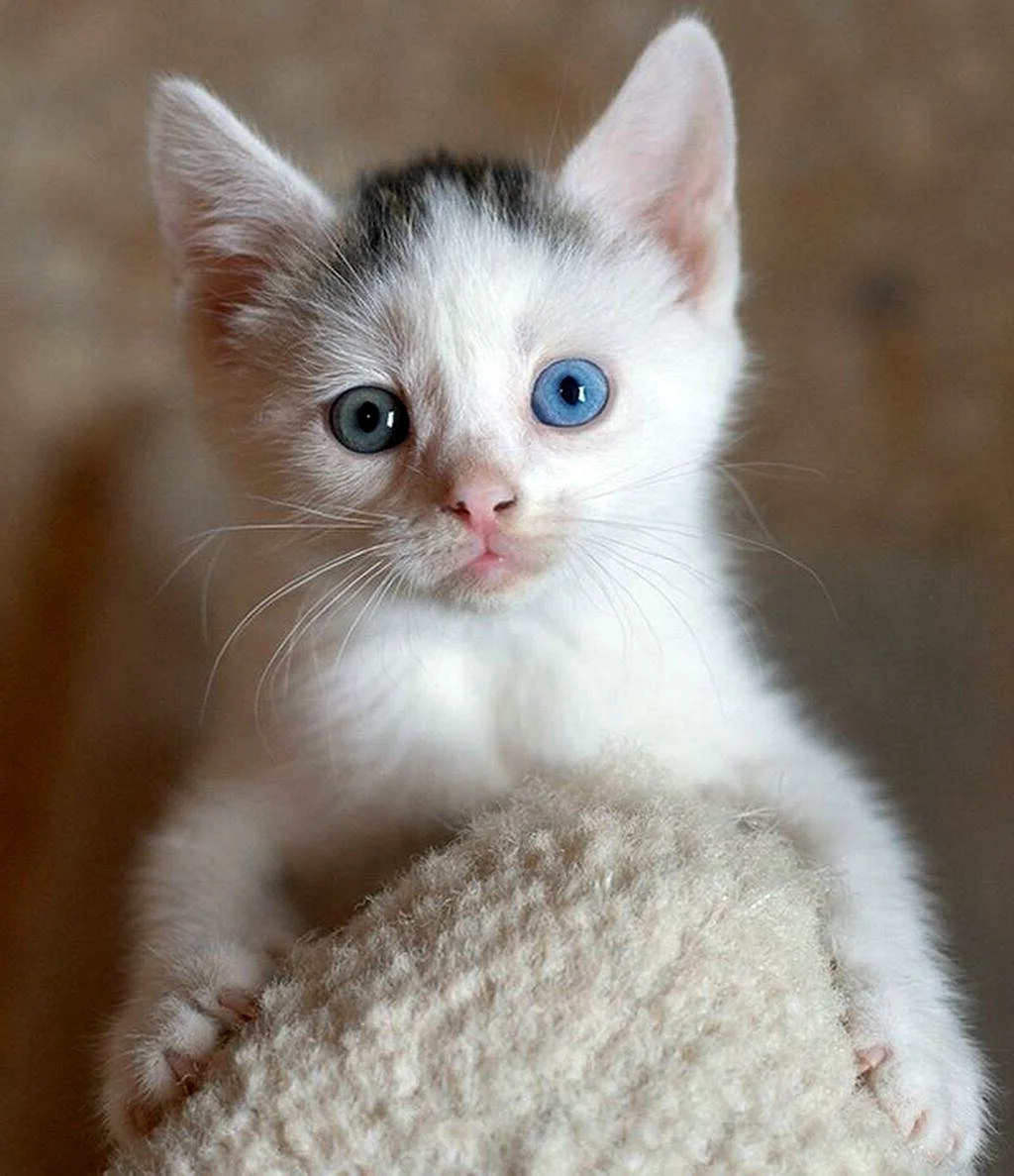Коты гетерохромия