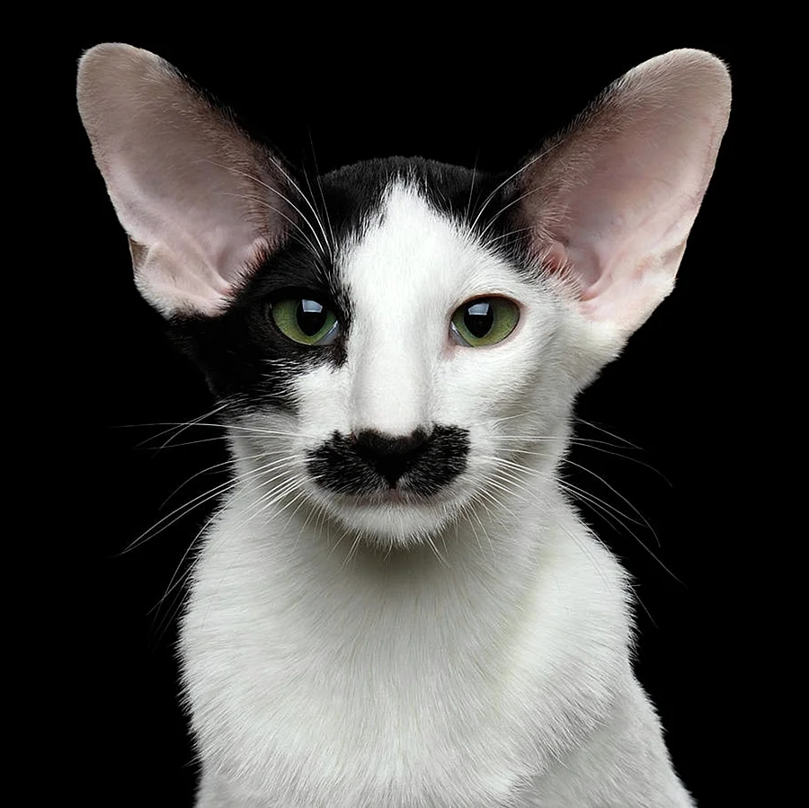 Коты ориенталы