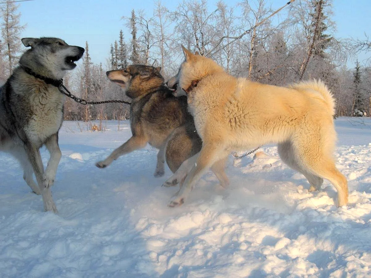 Лайка волкодав Сибирская