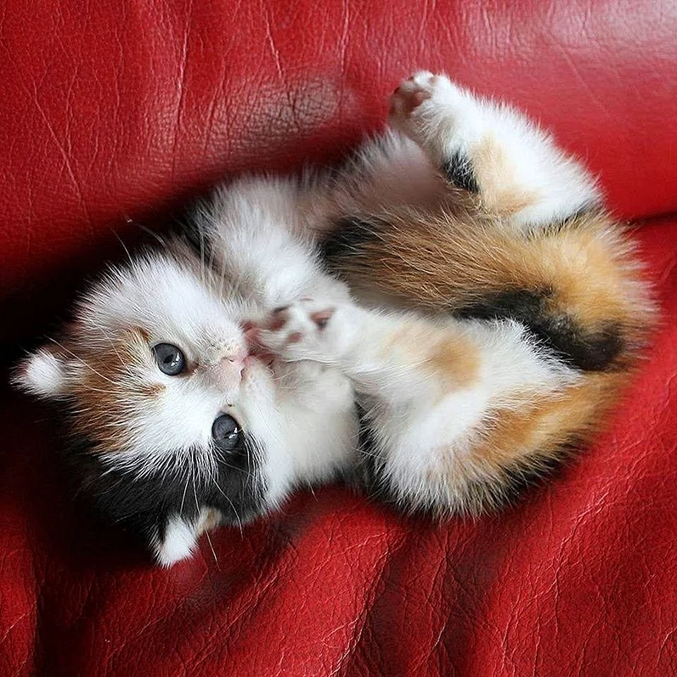 Маленький котенок