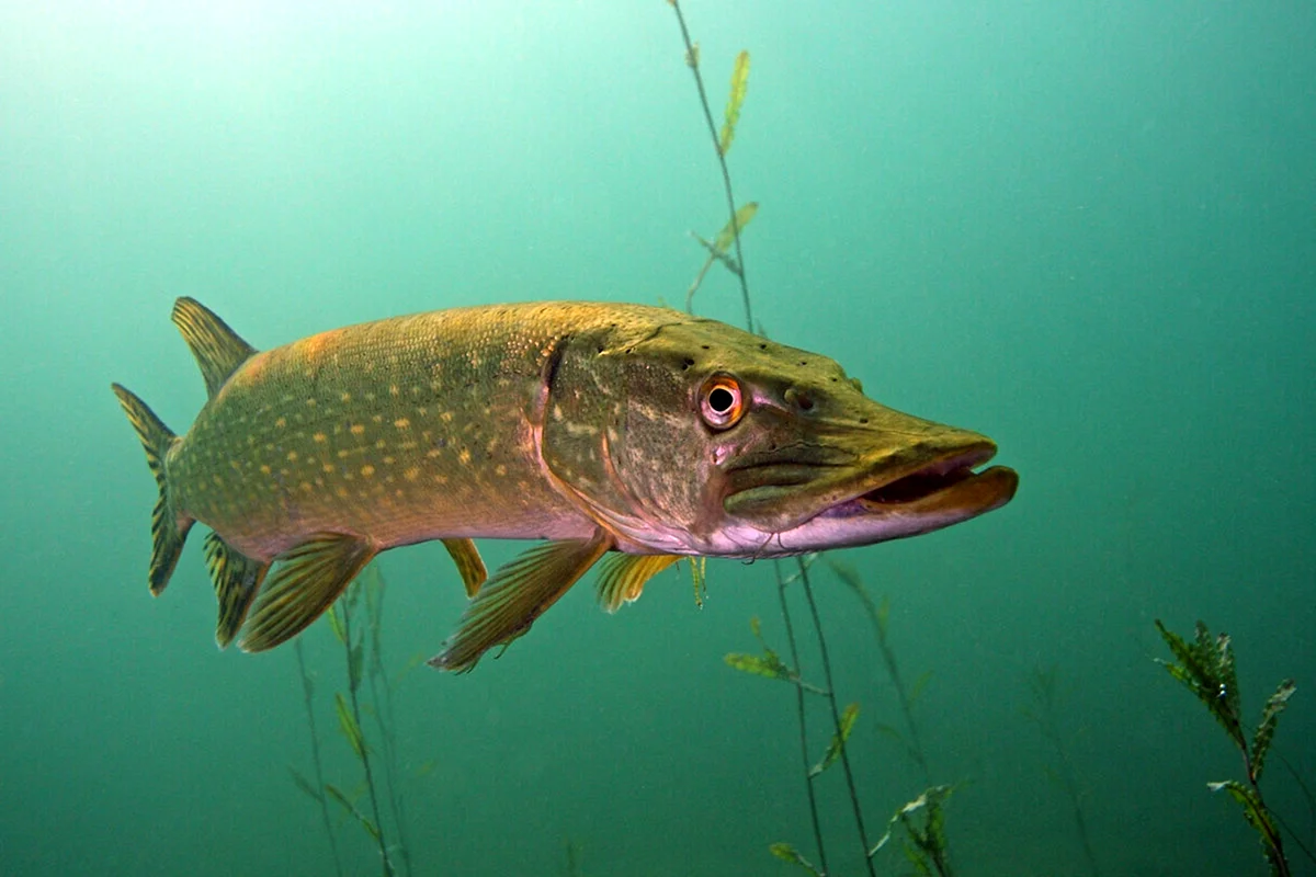 Обыкновенная щука (Esox Lucius)