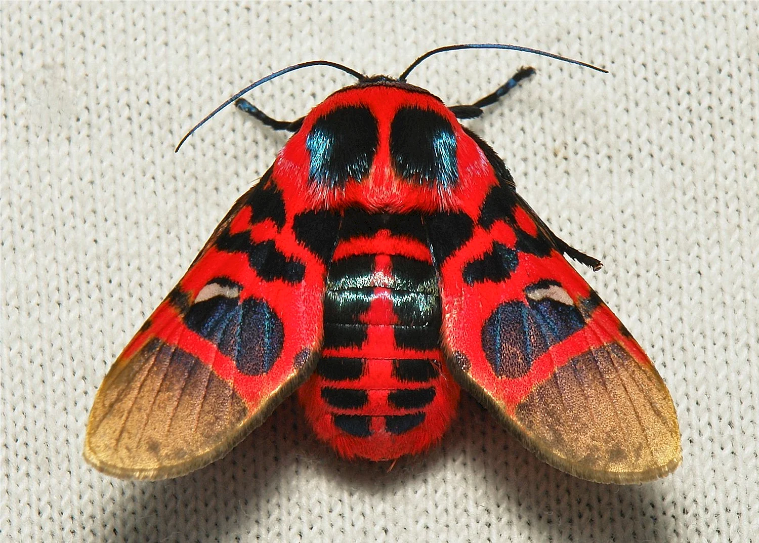 Окончатый мотылек Glanycus insolitus
