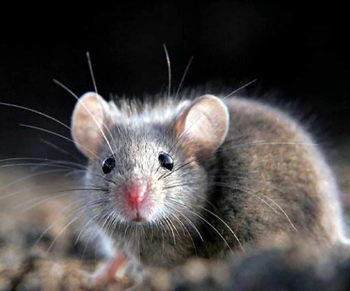 Paucidentomys vermidax