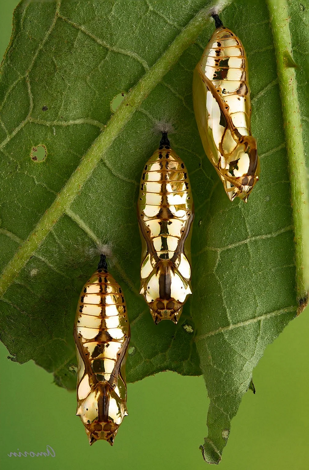 Polymnia Mechanitis кокон