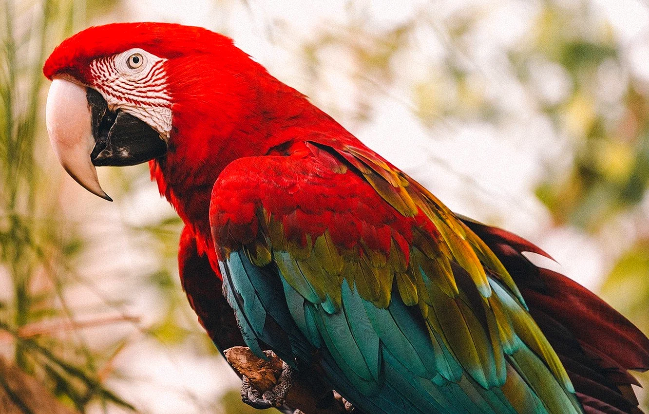 Попугаи ара яго