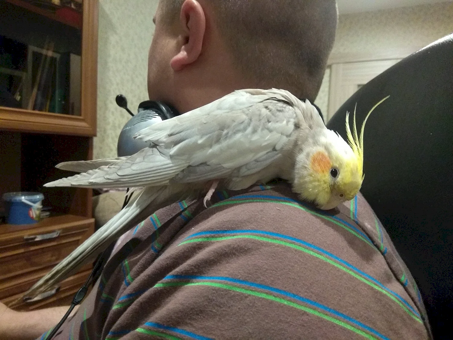 Попугай Корела иволнистик