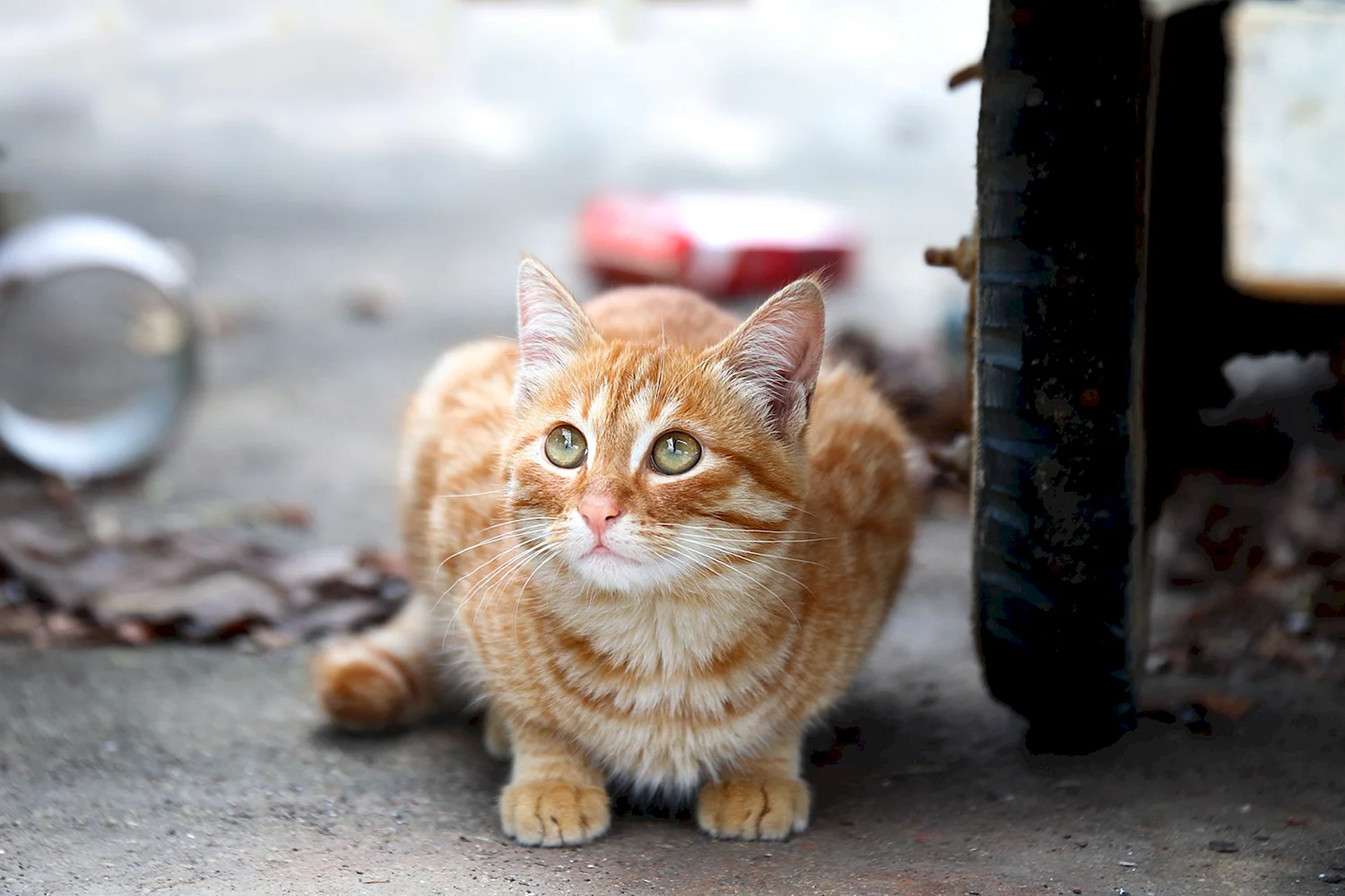 Рыжий дворовый кот