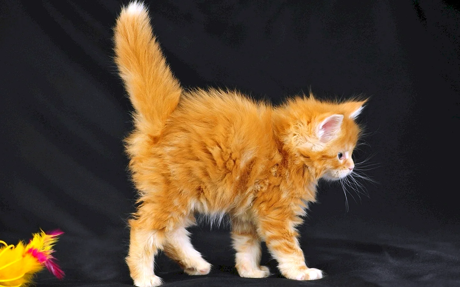Рыжий котёнок