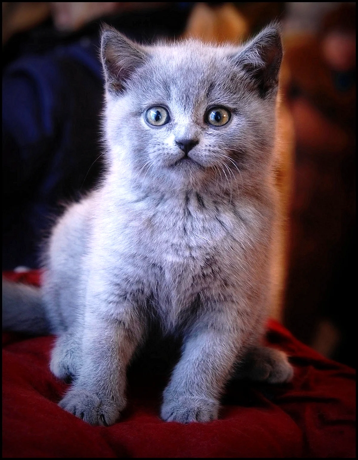 Серенькие котята британские
