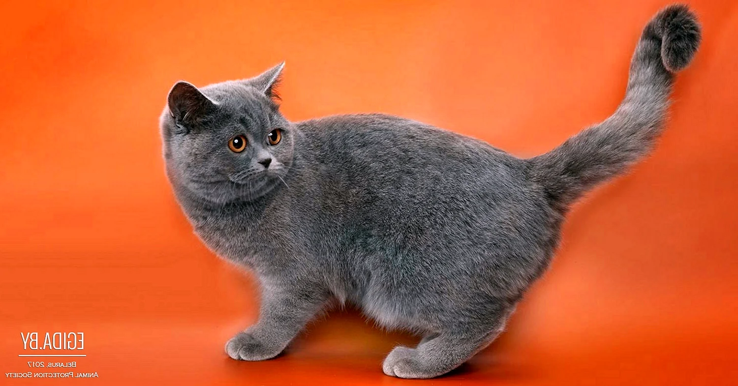 Шотландская кошка прямоухая