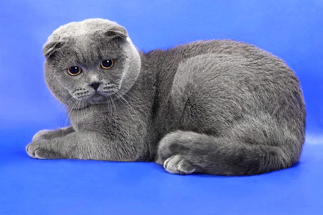 Шотландская вислоухая кошка