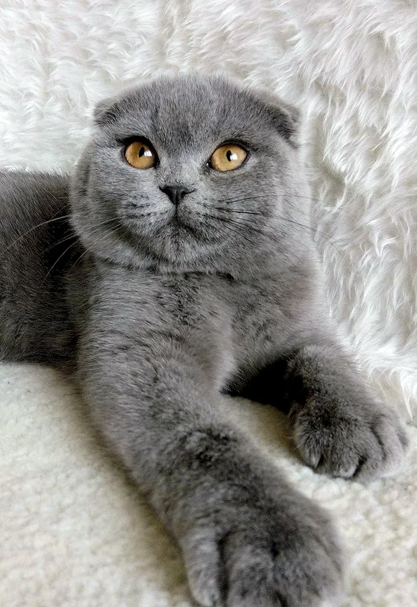 Шотландская вислоухая кошка