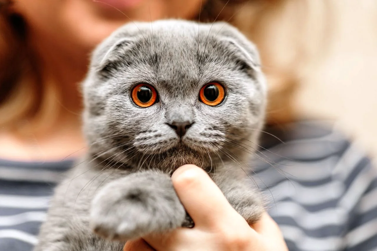 Шотландская вислоухая кошка