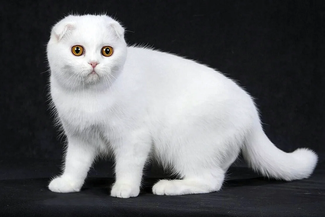 Шотландская вислоухая кошка белая