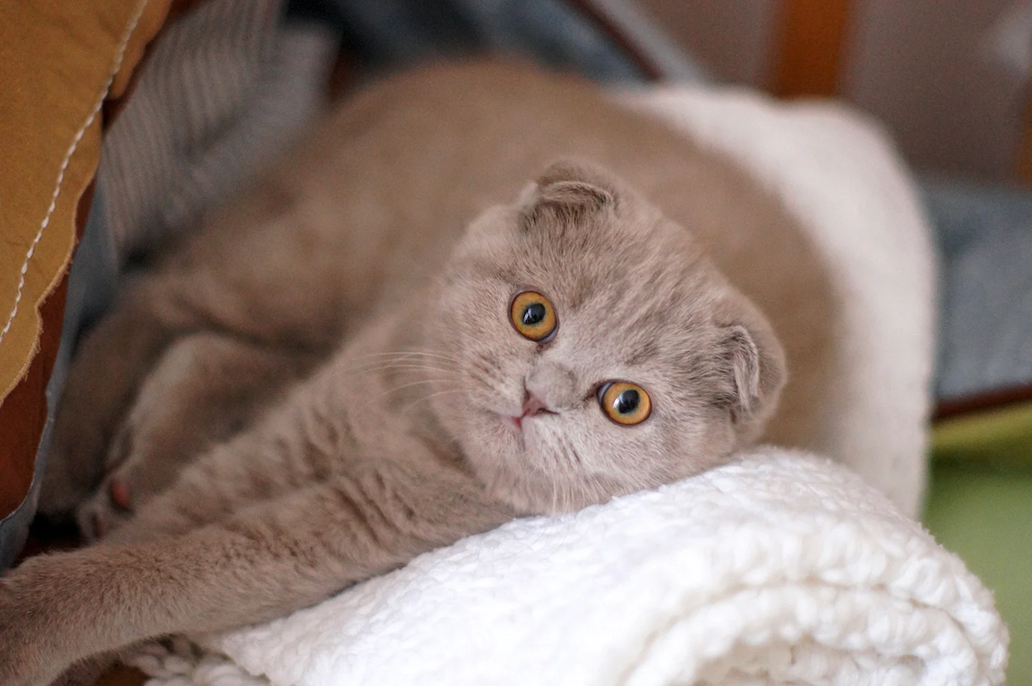 Шотландская вислоухая кошка лиловая