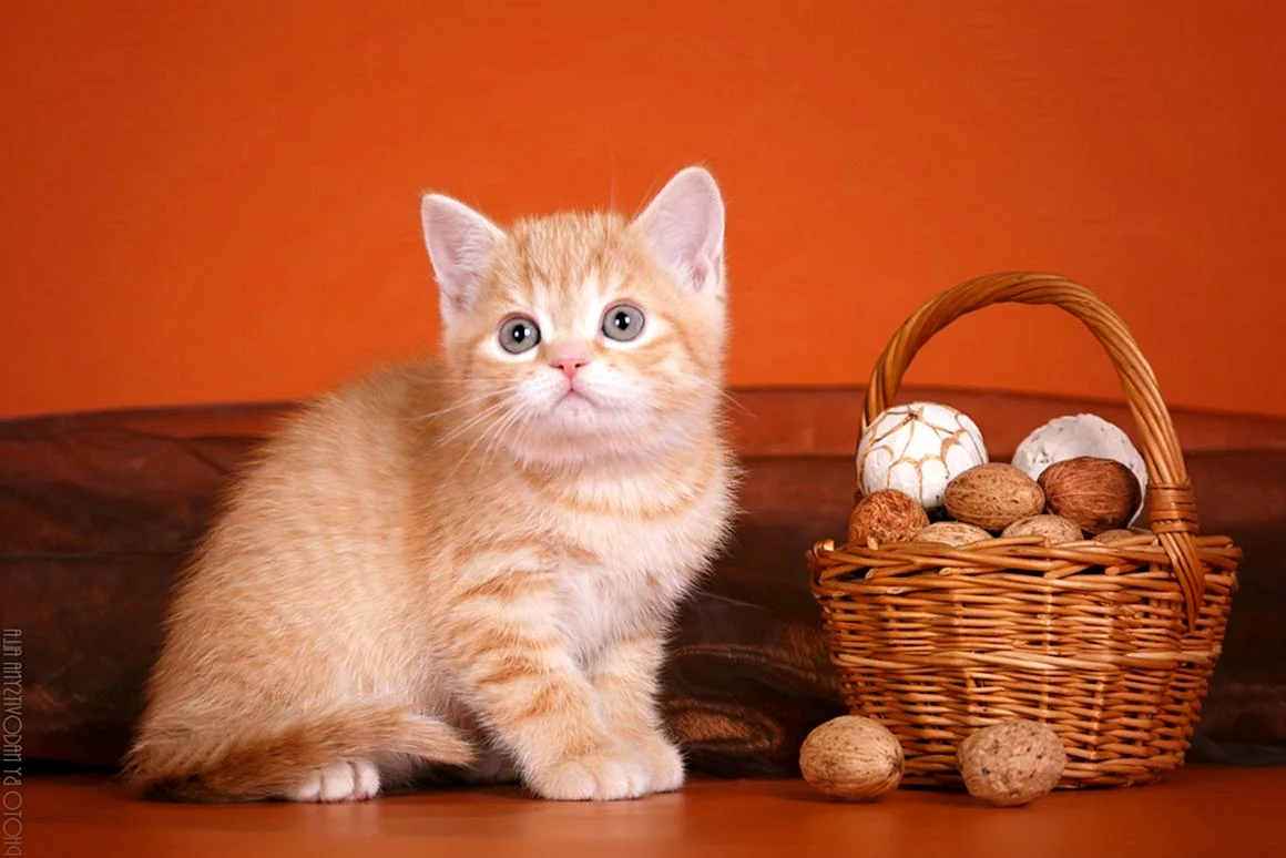 Шотландские котята прямоухие